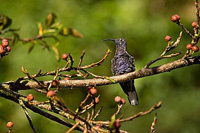 一代神作！《植物大战僵尸》发售15周年